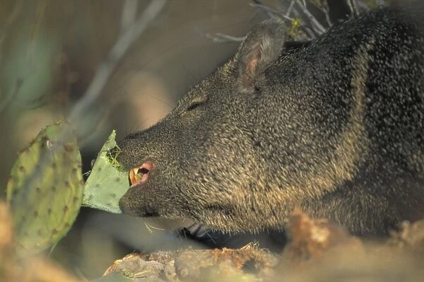 Javelina  /  Peccary - Truly wild pigs of the western world - primarily tropical and subtropical - May be seen in Organ Pipe Cactus and Saguaro National Parks of Arizona - Lives in brushy semidesert-cacti-oaks-chaparral-mesquite-along cliffs-near