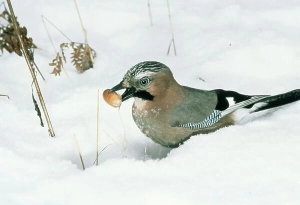 Jay With acorn in snow