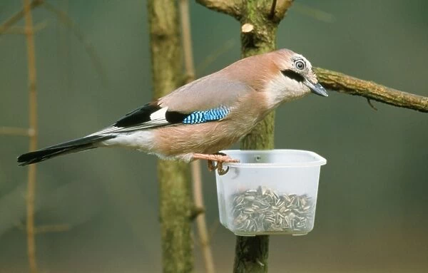 Jay - at bird feeder in winter