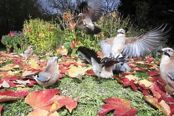Jay - birds in garden squabbling over food, autumn, Lower Saxony, Germany