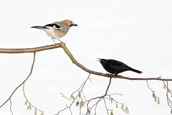 Jay - With Blackbird (Turdus merula) in dispute on branch, winter, Lower Saxony, Germany