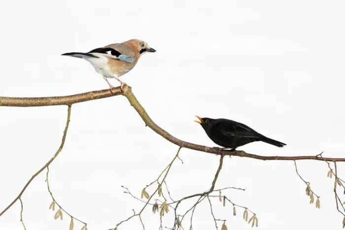 Framed Print : Jay - With Blackbird (Turdus merula) in dispute on branch, winter, Lower Saxony, Germany Framed Print : Jay - With Blackbird (Turdus merula) in dispute on branch, winter, Lower Saxony, Germany