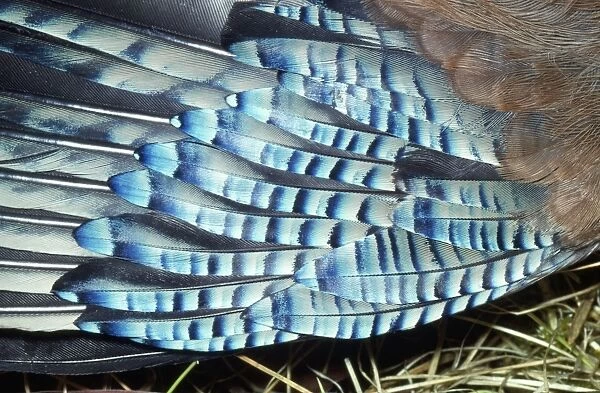 Jay - feathers on wing