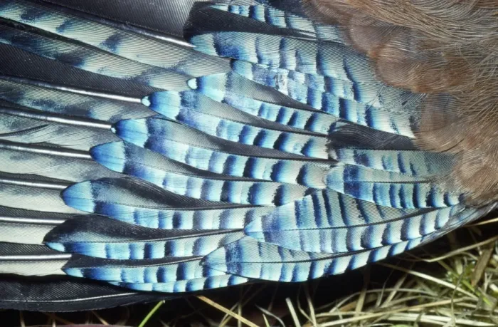 Framed Print : Jay - feathers on wing Framed Print : Jay - feathers on wing