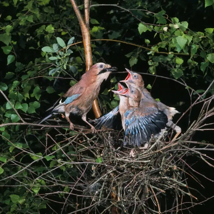 Framed Print : Jay - feeding young in nest Framed Print : Jay - feeding young in nest