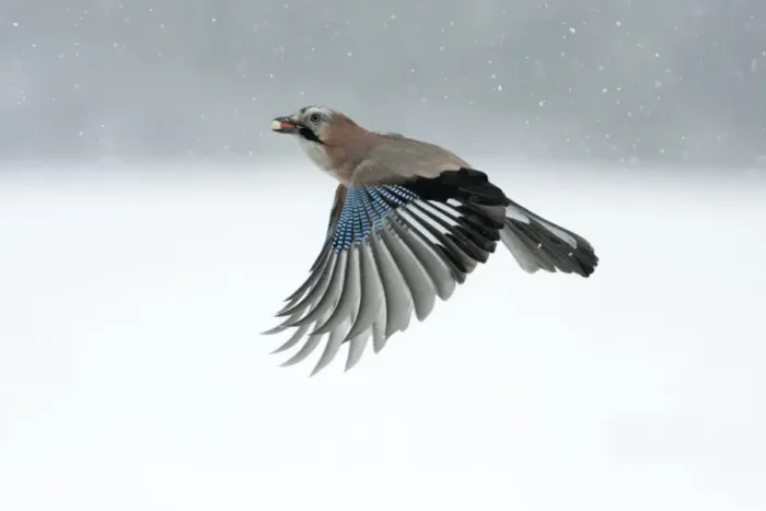Framed Print : Jay - in flight with food in beak - Lower Saxony, Germany Framed Print : Jay - in flight with food in beak - Lower Saxony, Germany
