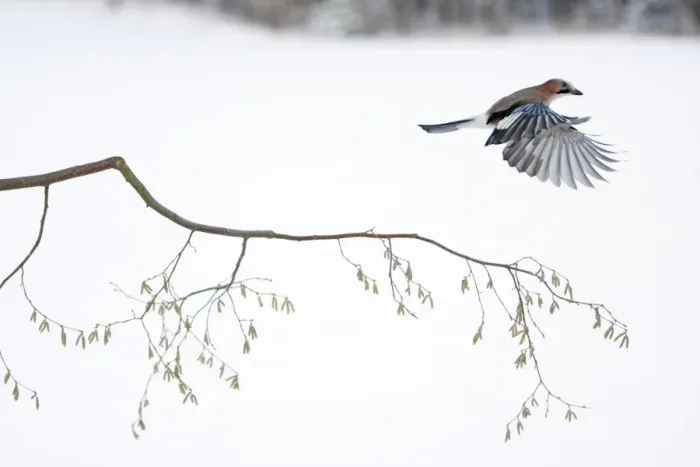 Framed Print : jay - in flight over hazelnut branch, Lower Saxony, Germany Framed Print : jay - in flight over hazelnut branch, Lower Saxony, Germany