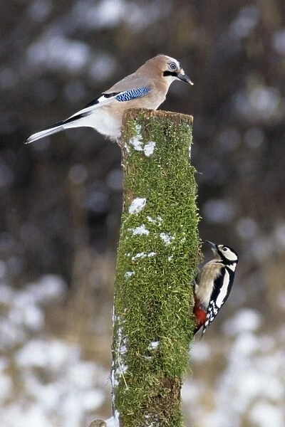 Jay and Great Spotted Woodpecker (Dendrocopos major) on tree stem, Lower Saxony, Germany