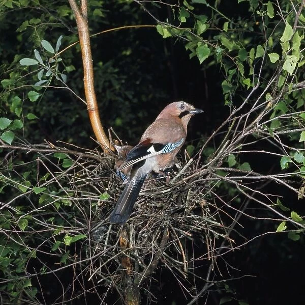 Jay - at nest with young