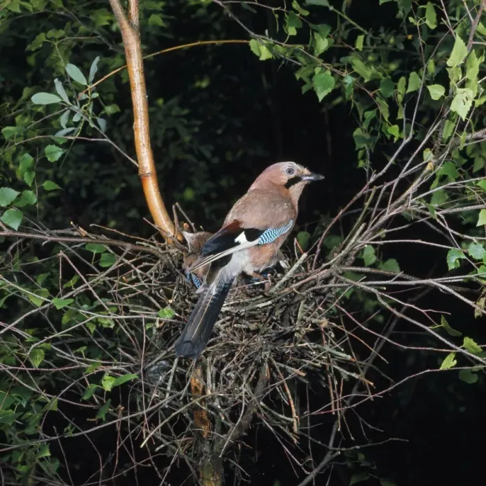 Framed Print : Jay - at nest with young Framed Print : Jay - at nest with young