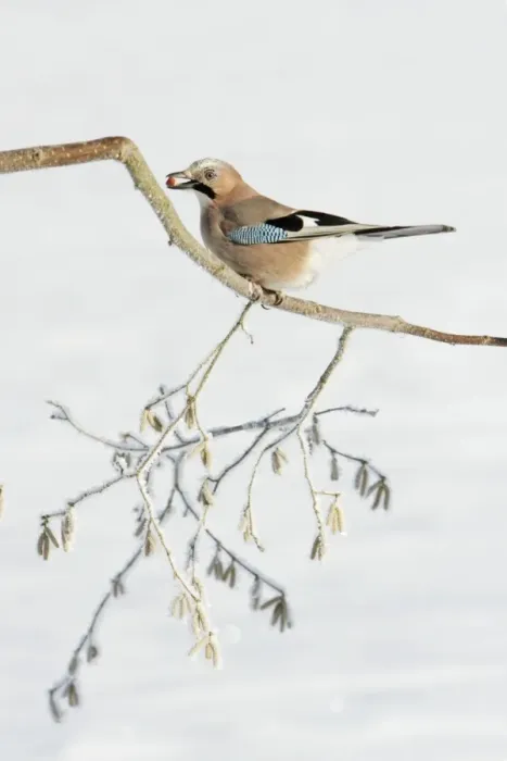 Framed Print : jay - perched on frost covered hazelnut branch, Lower Saxony, Germany Framed Print : jay - perched on frost covered hazelnut branch, Lower Saxony, Germany