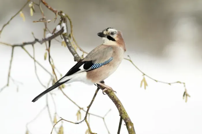 Framed Print : Jay - perched in hazelnut bush, winter, Lower Saxony, Germany Framed Print : Jay - perched in hazelnut bush, winter, Lower Saxony, Germany