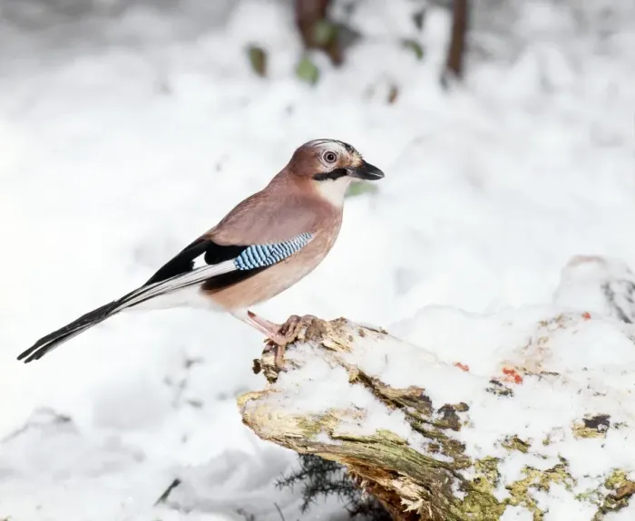 Framed Print : Jay - perched on tree stump & snow - Sussex - UK Framed Print : Jay - perched on tree stump & snow - Sussex - UK