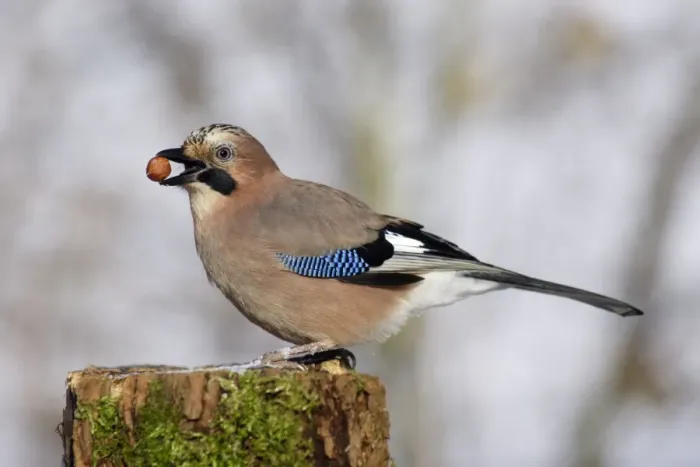 Framed Print : Jay - On post, with food in beak Framed Print : Jay - On post, with food in beak