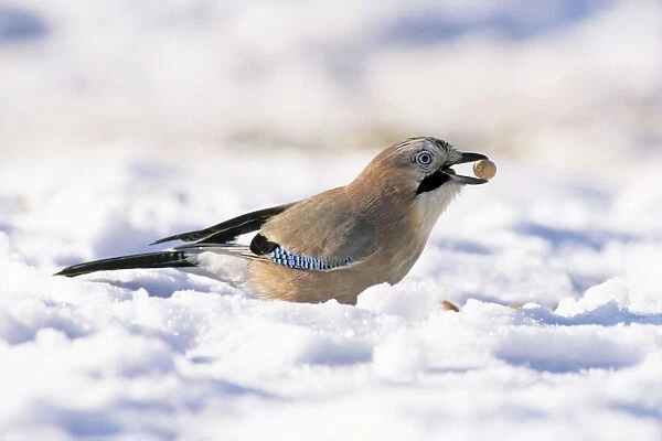 Jay - searching for acorns in snow, Lower Saxony, Germany