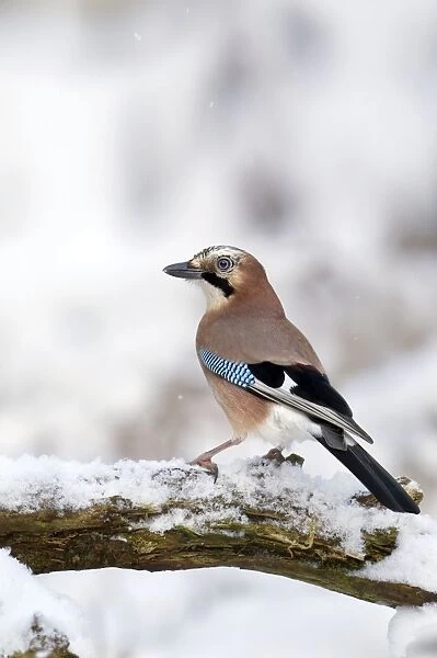 Jay - standing on old branch in winter snow - December - Cannock Chase - Staffordshire - England