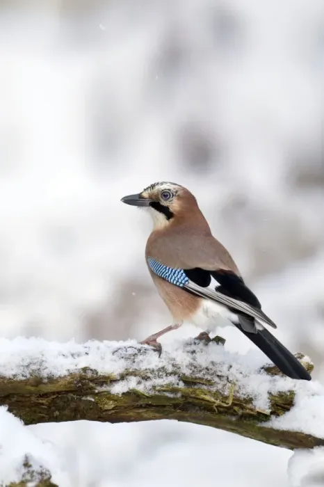 Framed Print : Jay - standing on old branch in winter snow - December - Cannock Chase - Staffordshire - England