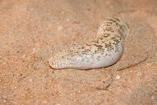 Jayakar's Sand Boa  /  Arabian Sand Boa - partially buried in sand - Abu Dhabi - United Arab Emirates