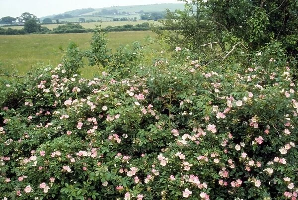 JB-1659 Dog Rose - profusion in hedge