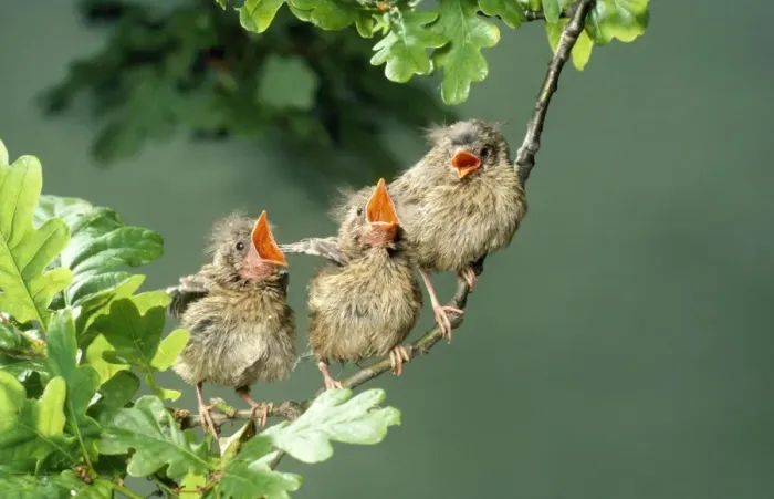 Framed Print : Robin. JD-1092. European ROBIN - three young, singing on branch Framed Print : Robin. JD-1092. European ROBIN - three young, singing on branch