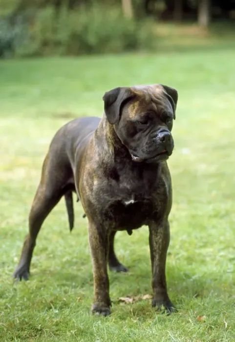 Framed Print : JD-1101. JD-11001. BULLMASTIFF DOG - STANDING Framed Print : JD-1101. JD-11001. BULLMASTIFF DOG - STANDING