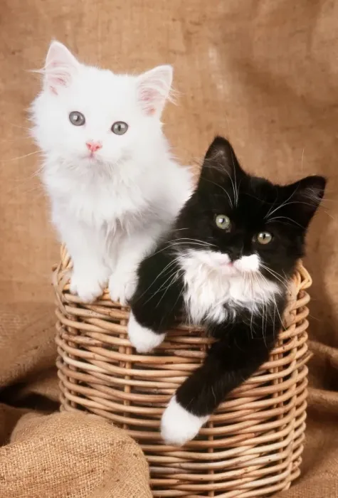 Framed Print : JD-12289E CAT - Black & White Kittens In wicker basket John Daniels PLEASE READ OUR LICENCE TERMS. ALL DIGITAL IMAGES MUST BE DESTROYED UNLESS OTHERWISE AGREED IN WRITING Framed Print : JD-12289E CAT - Black & White Kittens In wicker basket John Daniels PLEASE READ OUR LICENCE TERMS. ALL DIGITAL IMAGES MUST BE DESTROYED UNLESS OTHERWISE AGREED IN WRITING