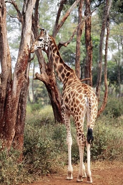 JD-13369. Rothschild's  /  Uganda  /  Baringo Giraffe. Tanzania, Africa