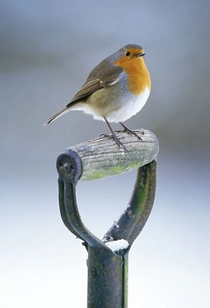 Robin. JD-14138. Robin - perched on spade handle