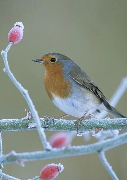 Robin. JD-15474-c. Robin - in frost. UK. Erithacus rubecula