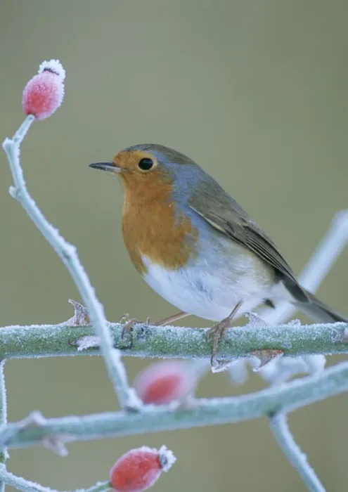 Framed Print : Robin. JD-15474-c. Robin - in frost. UK. Erithacus rubecula Framed Print : Robin. JD-15474-c. Robin - in frost. UK. Erithacus rubecula