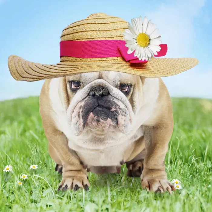 Framed Print : JD-15506. Bulldog in spring wearing an Easter bonnet Date Framed Print : JD-15506. Bulldog in spring wearing an Easter bonnet Date