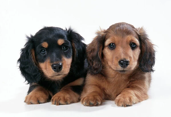 JD-15723. Minature Long-haired Dachshund puppies. Available as Photo  Prints, Wall Art and other products #652821