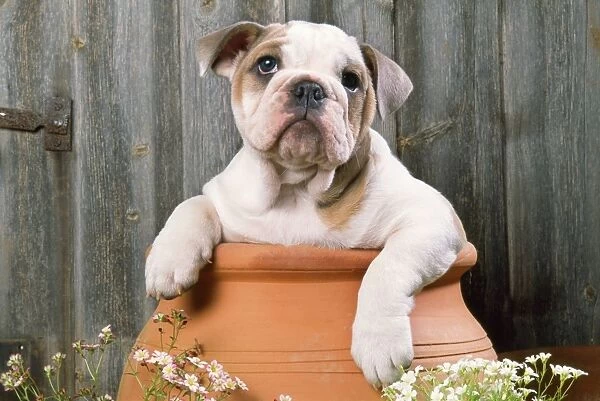 JD-15782E. Bulldog - puppy in flowerpot