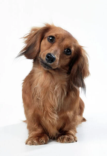 JD-15801. Miniature Long-haired Dachshund Dog