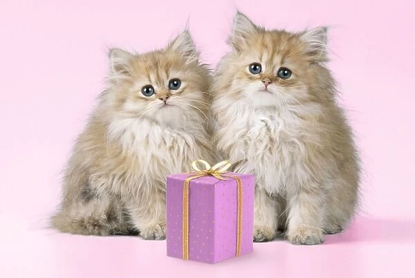 JD-16220-M2. Cat - Chinchilla Kittens with present. . Digital Manipulation: Present JD