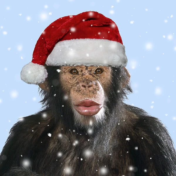 JD-16313. Chimpanzee - showing lips kissing wearing Christmas hat Date: 06-May-10