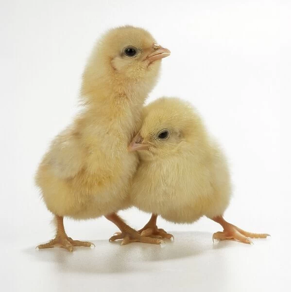 JD-16864. JD-16884. CHICKEN - two chicks, front view