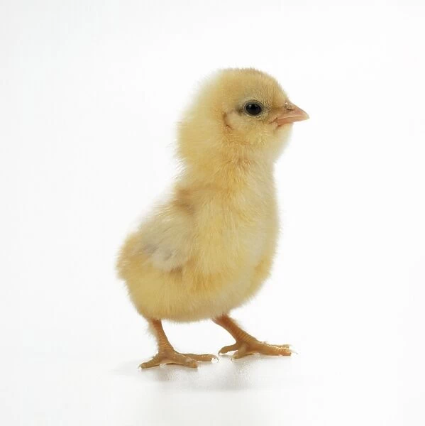 Chick. JD-16887. CHICKEN - chick, side view