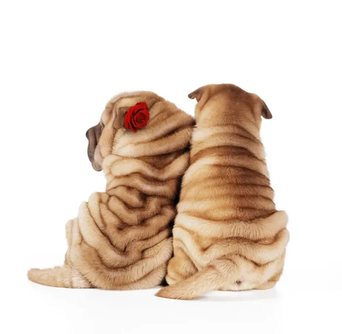 Framed Print : JD-17409E. Shar Pei Dogs - Rear view of puppies sitting down with red rose Date: 04-Feb-08 Framed Print : JD-17409E. Shar Pei Dogs - Rear view of puppies sitting down with red rose Date: 04-Feb-08