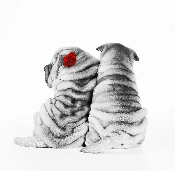 JD-17409E. Shar Pei Dogs - Rear view of puppies sitting down with red rose Date: 04-Feb-08