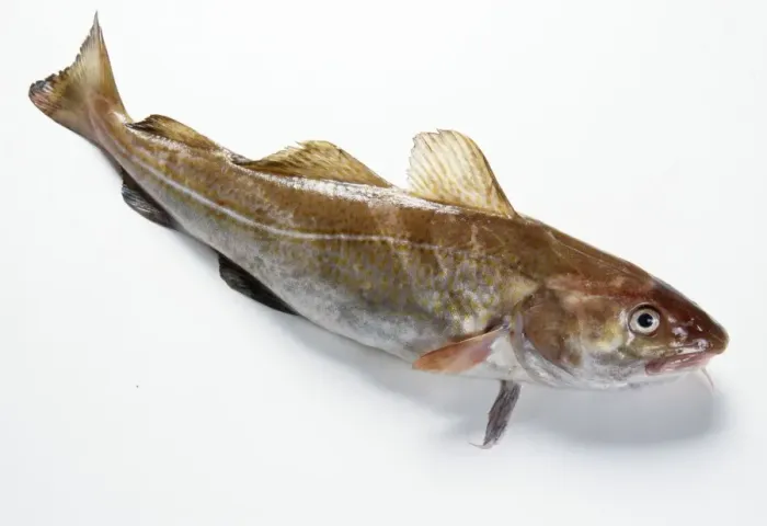 Framed Print : Cod. JD-17537. Atlantic COD. Studio, recently caught Framed Print : Cod. JD-17537. Atlantic COD. Studio, recently caught