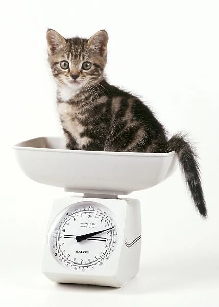 JD-17588. JD-17558. CAT - Kitten on scales, 55 days old
