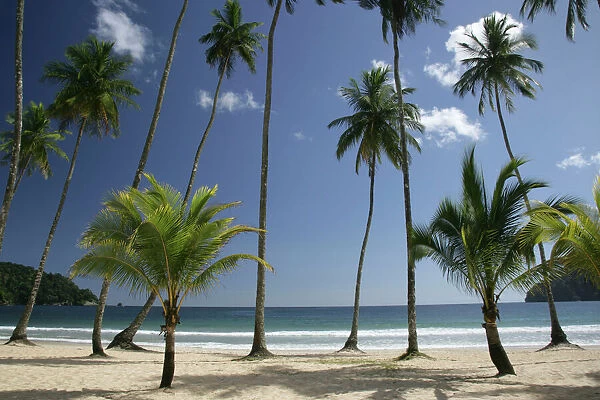 JD-18375. Palm trees on Maracas beach - north coast of Trinidad