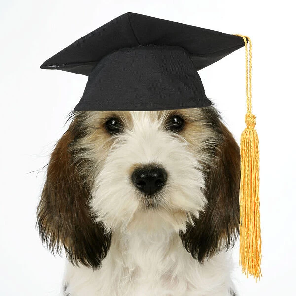 JD-18693. Dog - Petit Basset Griffon Vendeen puppy wearing graduation hat