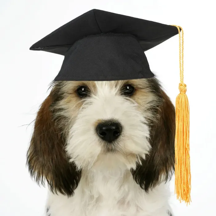 Framed Print : JD-18693. Dog - Petit Basset Griffon Vendeen puppy wearing graduation hat Framed Print : JD-18693. Dog - Petit Basset Griffon Vendeen puppy wearing graduation hat