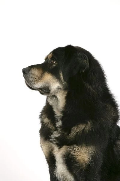 JD-19134. Dog - Tibetan Mastiff