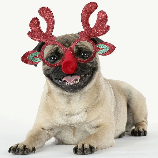 JD-19186. Pug Dog, laying down wearing Rudolph antler Christmas glasses Date: 05-Aug-07