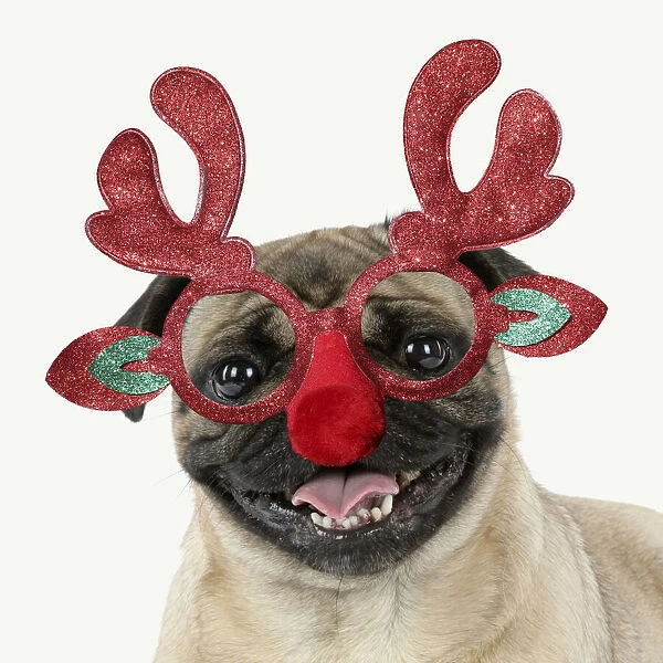 JD-19186. Pug Dog, wearing Rudolph antler Christmas glasses Date: 01-Jul-15