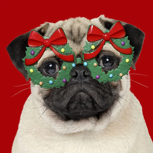 JD-19271. DOG - Fawn pug - wearing Christmas holly glasses Date