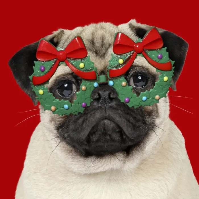 Framed Print : JD-19271. DOG - Fawn pug - wearing Christmas holly glasses Date Framed Print : JD-19271. DOG - Fawn pug - wearing Christmas holly glasses Date